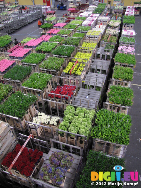 SX23955 Bloemenveiling Aalsmeer FloraHolland Flower Auction